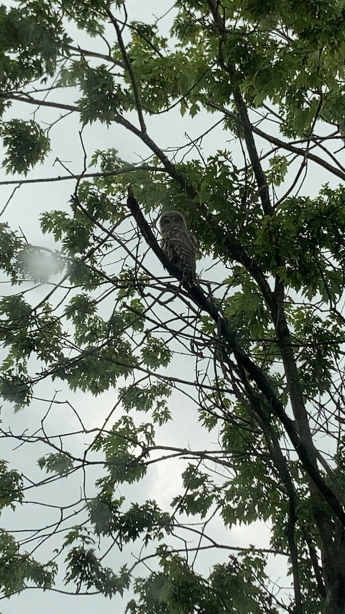 Barred Owl - ML351776601