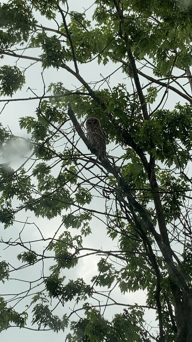 Barred Owl - ML351776611