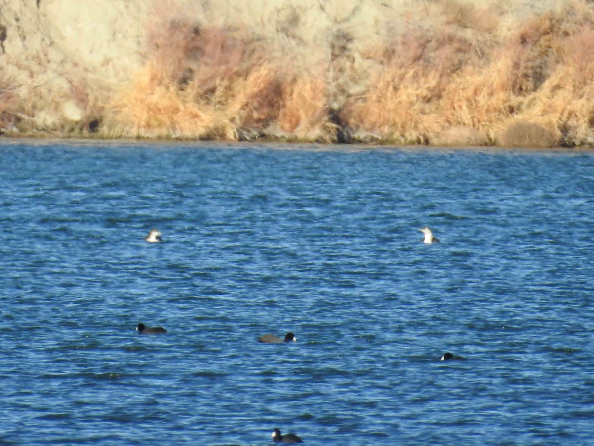 Yellow-billed Loon - Heidi Ware Carlisle