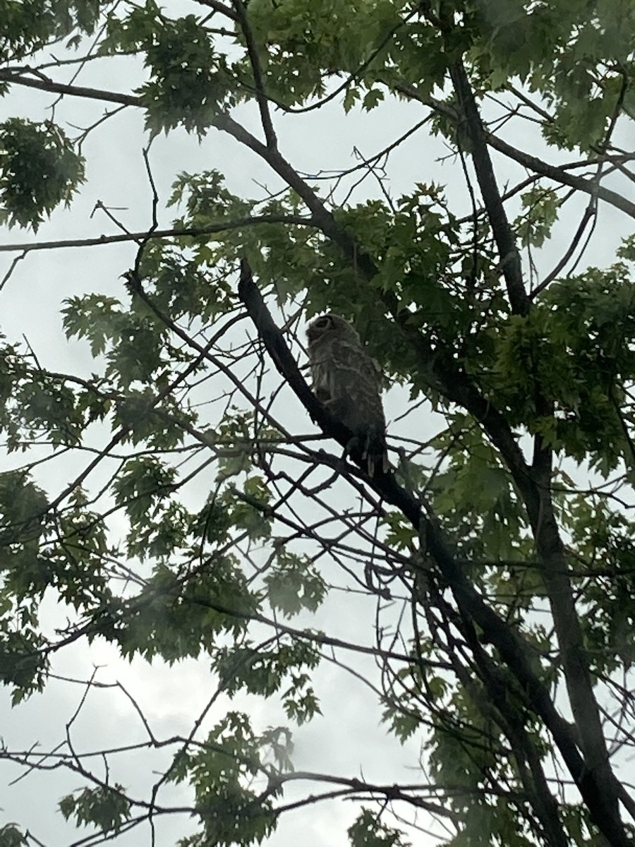Barred Owl - ML351776651