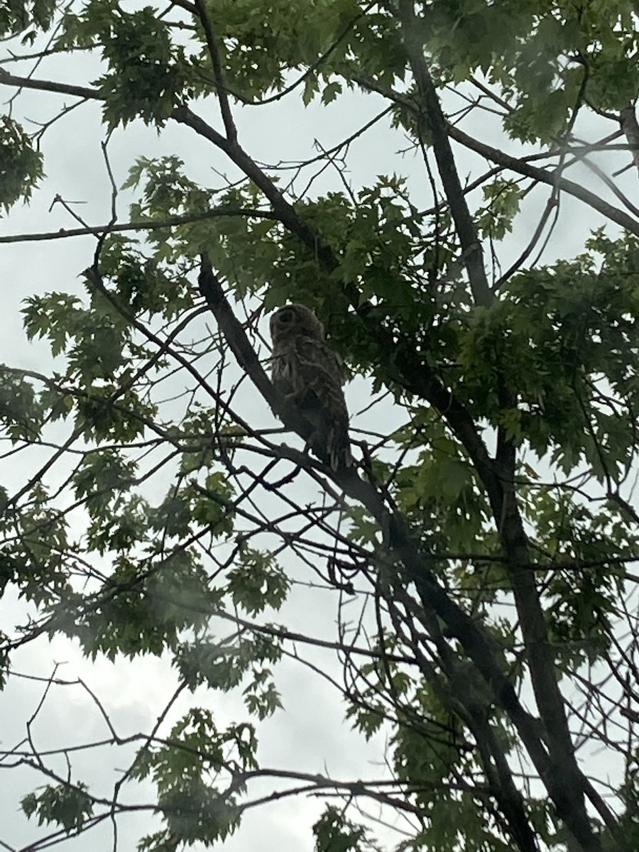 Barred Owl - ML351776751