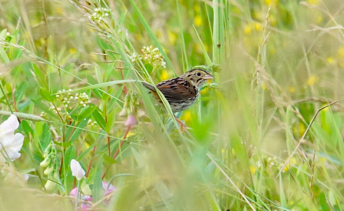 Henslow's Sparrow - ML351777431