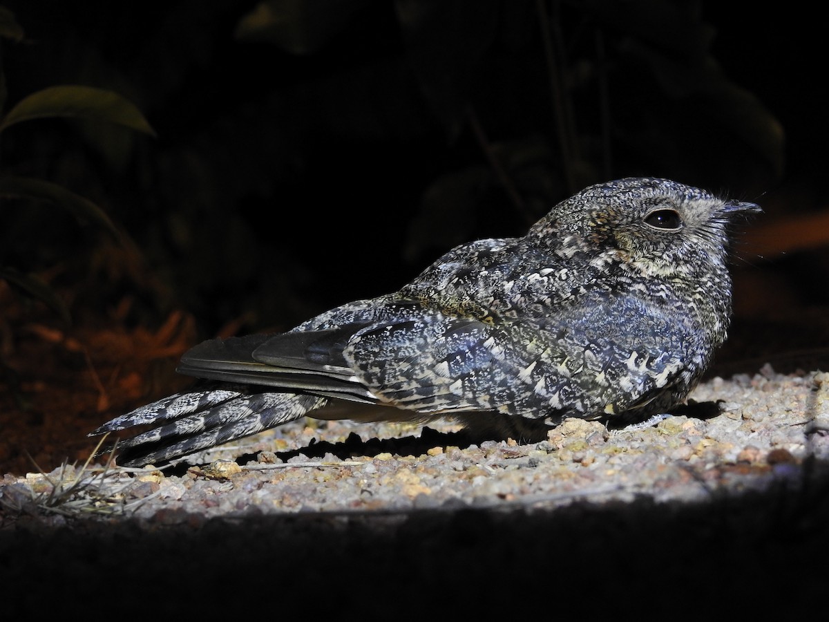 Band-winged Nightjar - André Netto