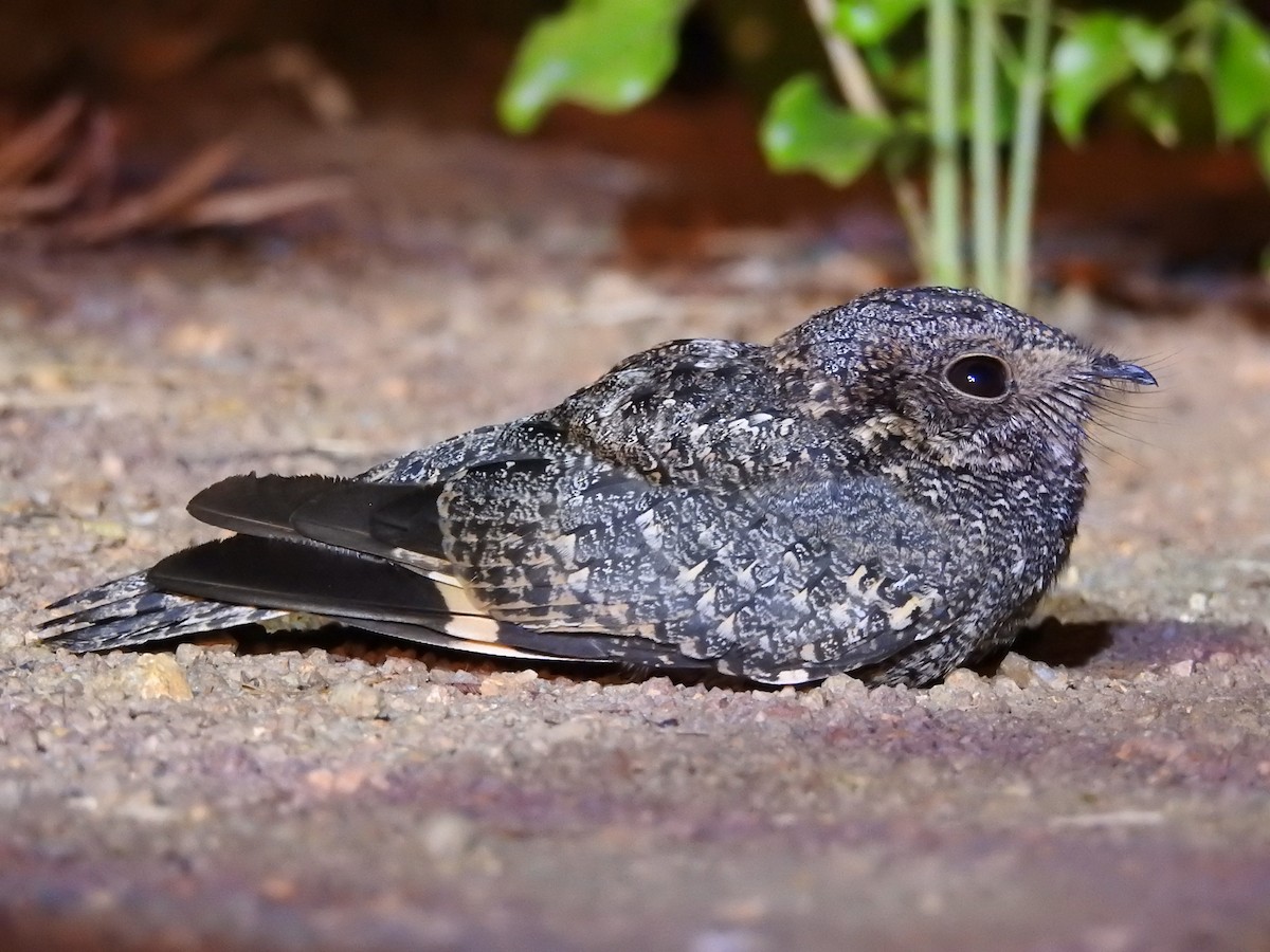 Band-winged Nightjar - André Netto