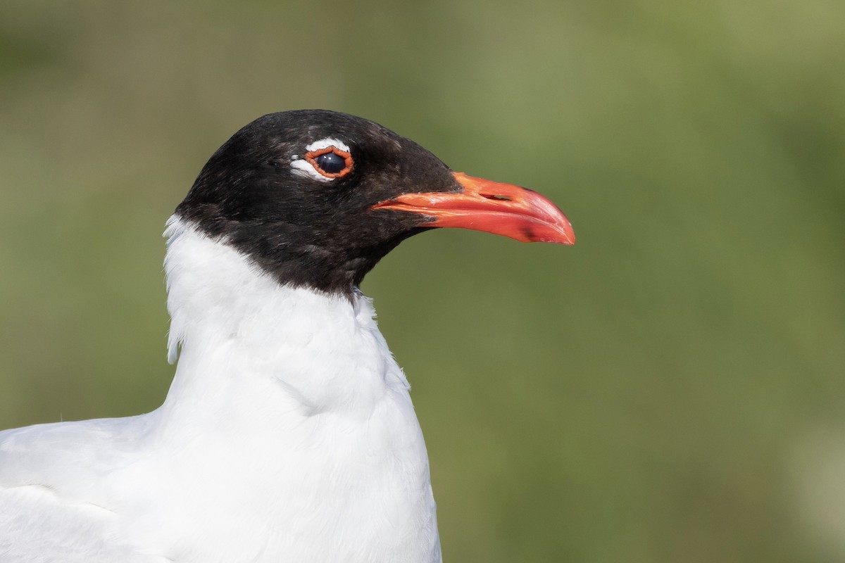 Mediterranean Gull - ML351783471