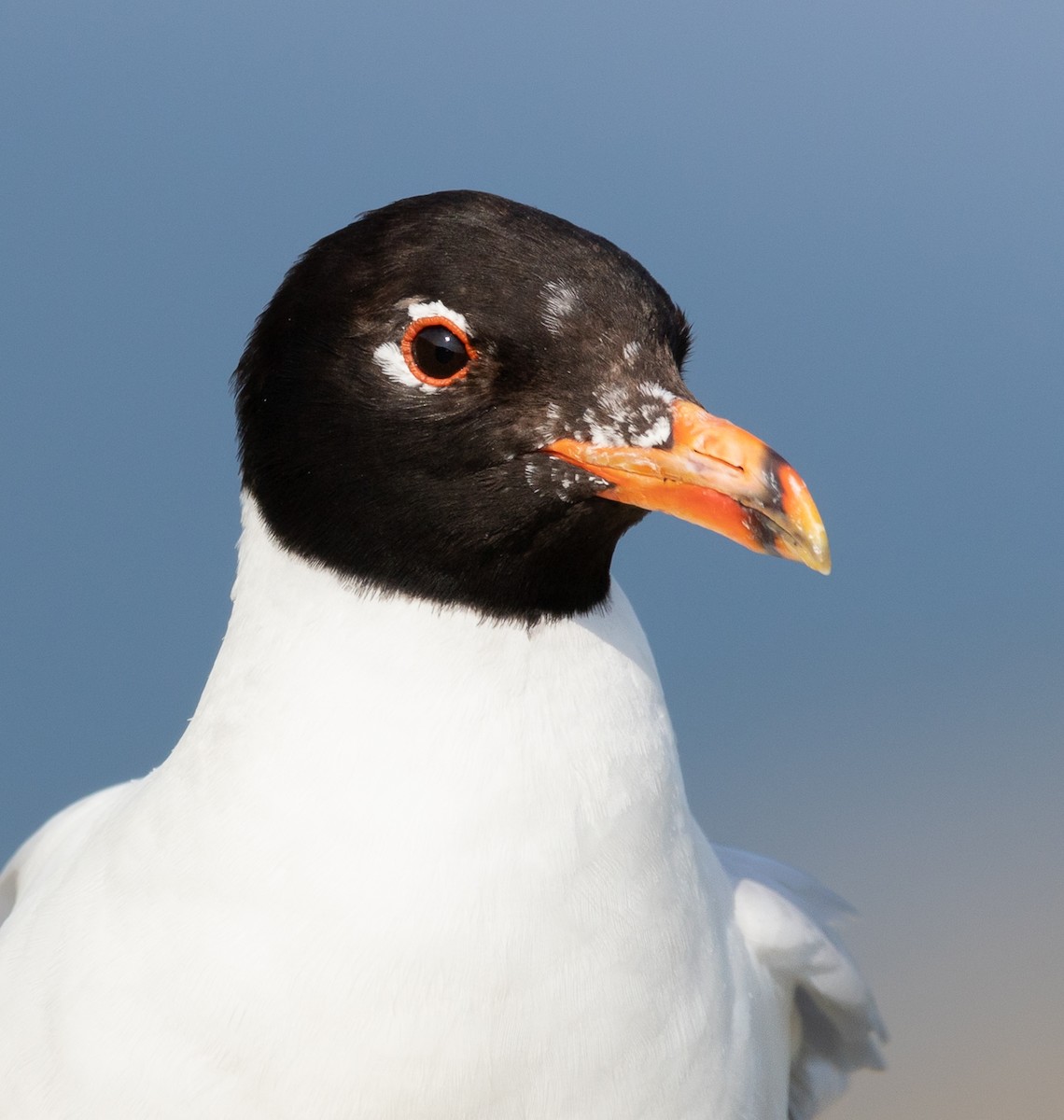 Mediterranean Gull - ML351783481