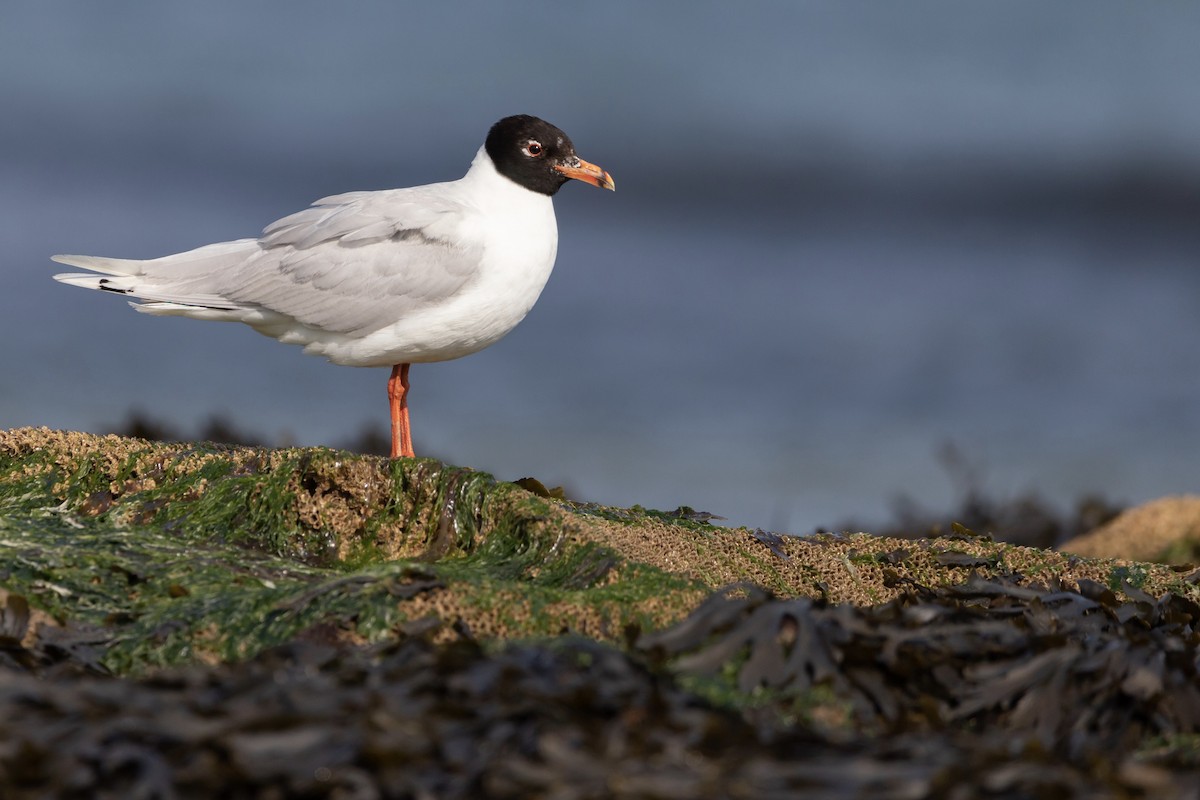 Mediterranean Gull - ML351783501