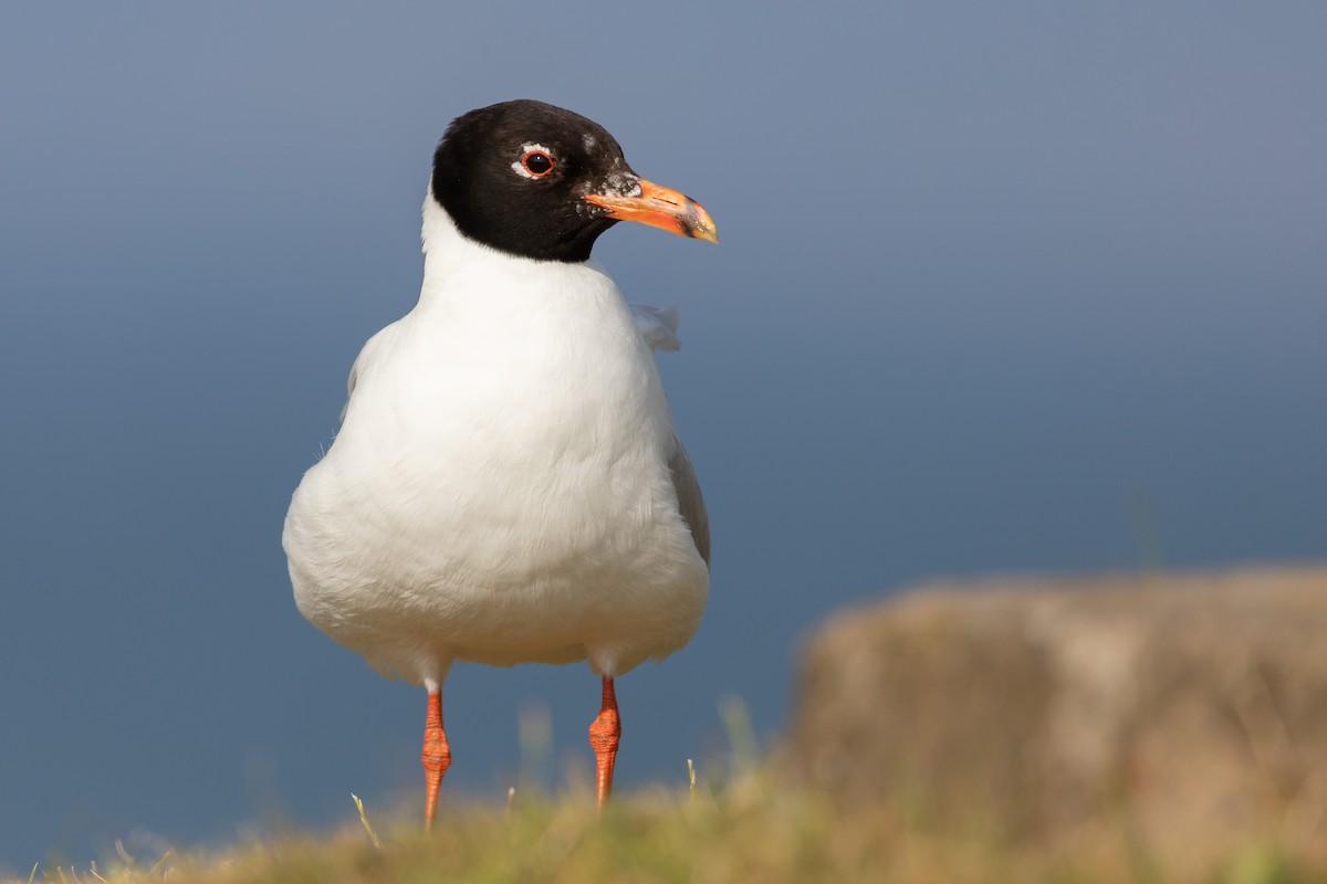 Mediterranean Gull - ML351783521
