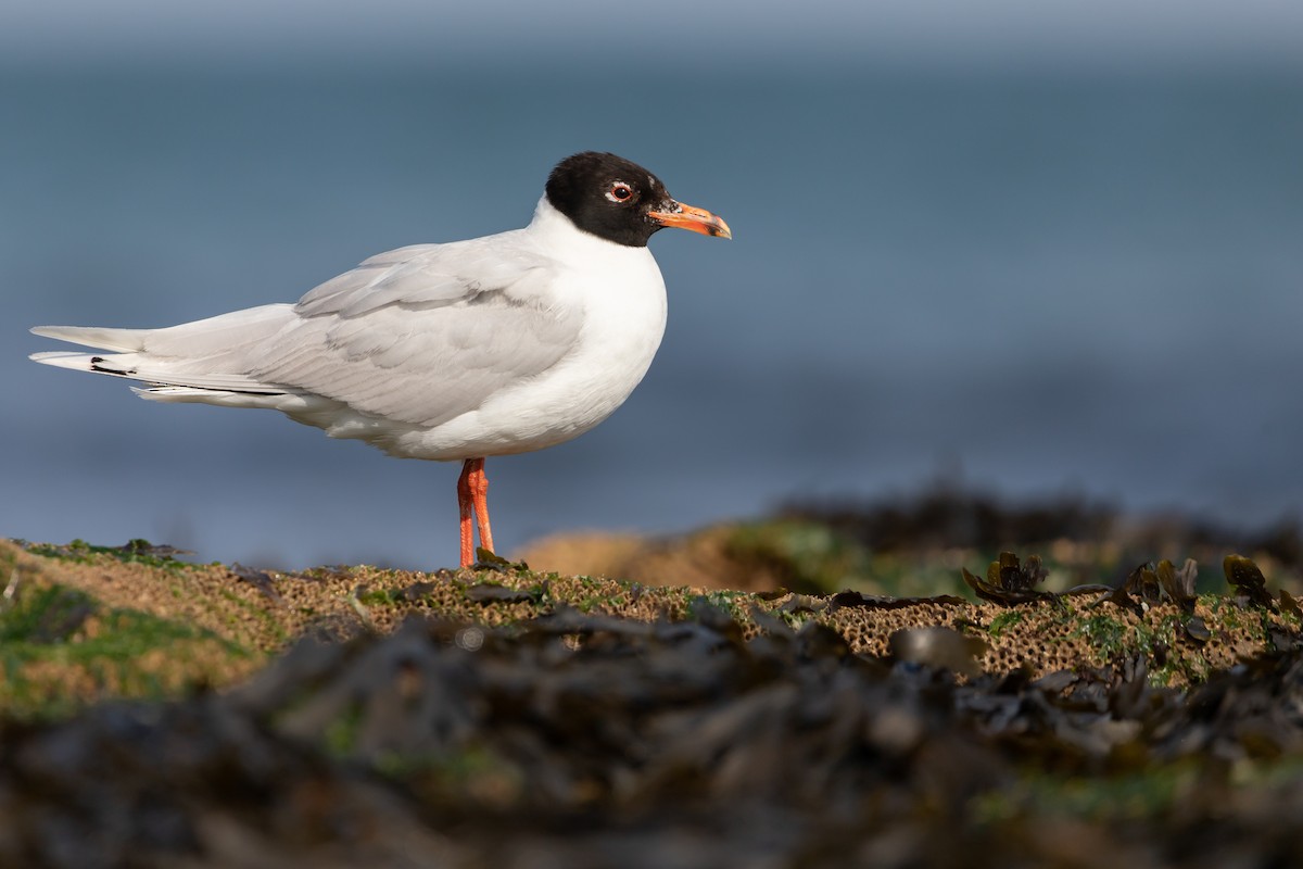 Mediterranean Gull - ML351783581