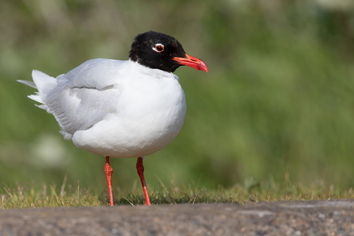Mediterranean Gull - ML351783591