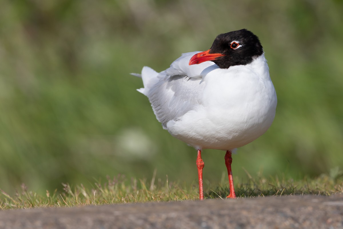 Mediterranean Gull - ML351783601