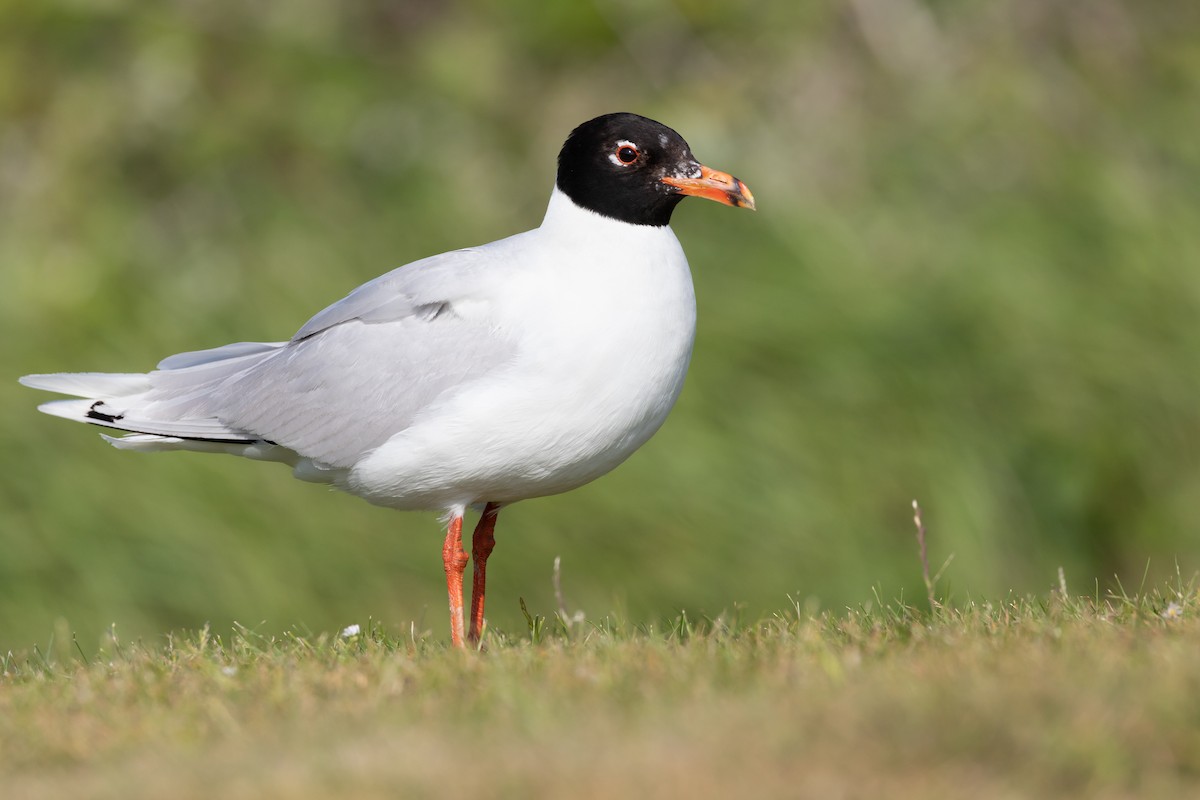 Mediterranean Gull - ML351783611