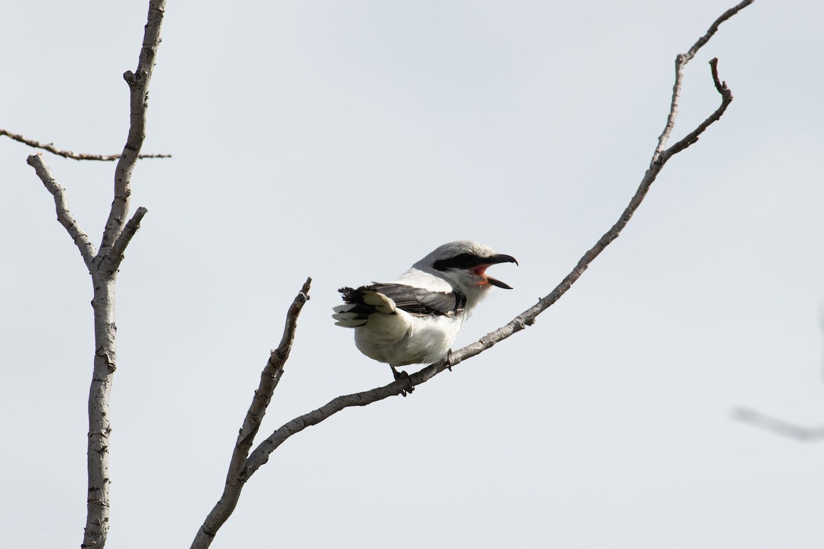 Northern Shrike - David Kahrs