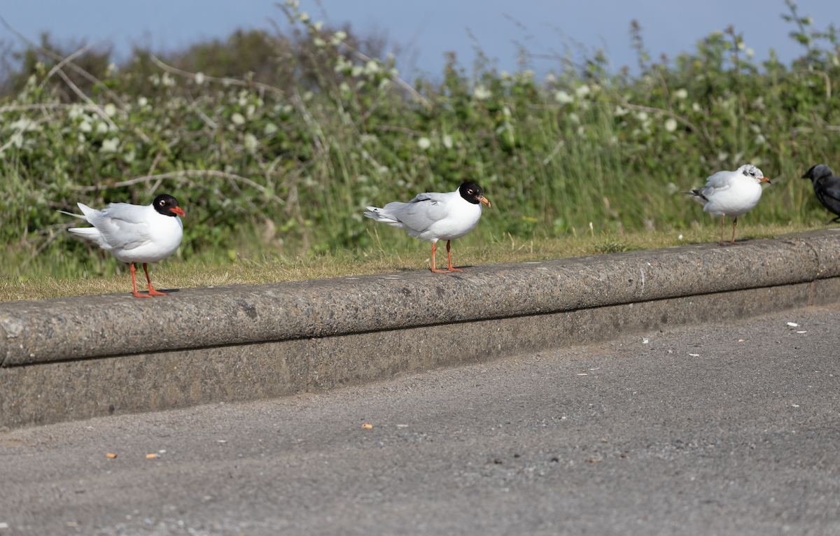 Mediterranean Gull - ML351784121