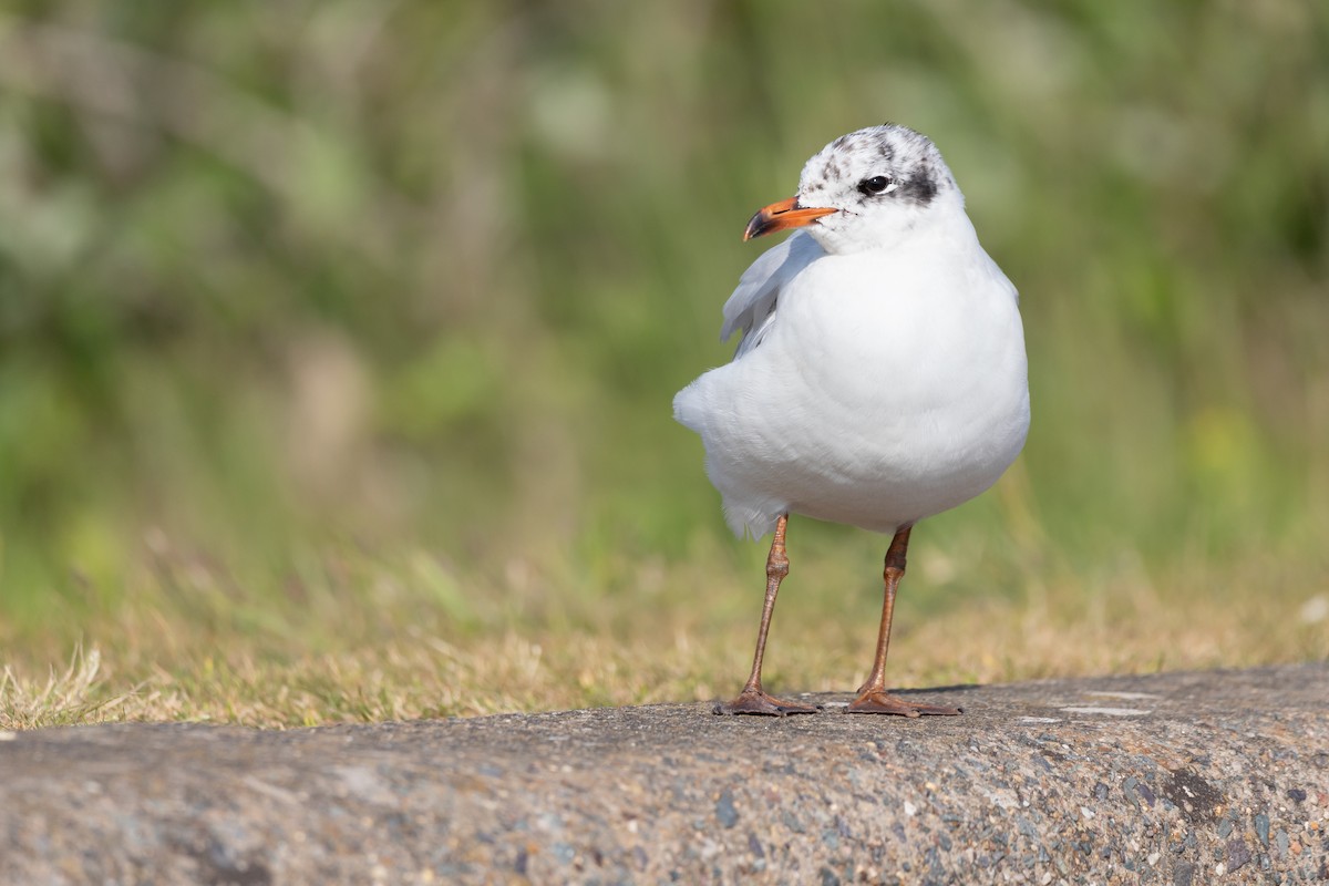 Mediterranean Gull - ML351784521