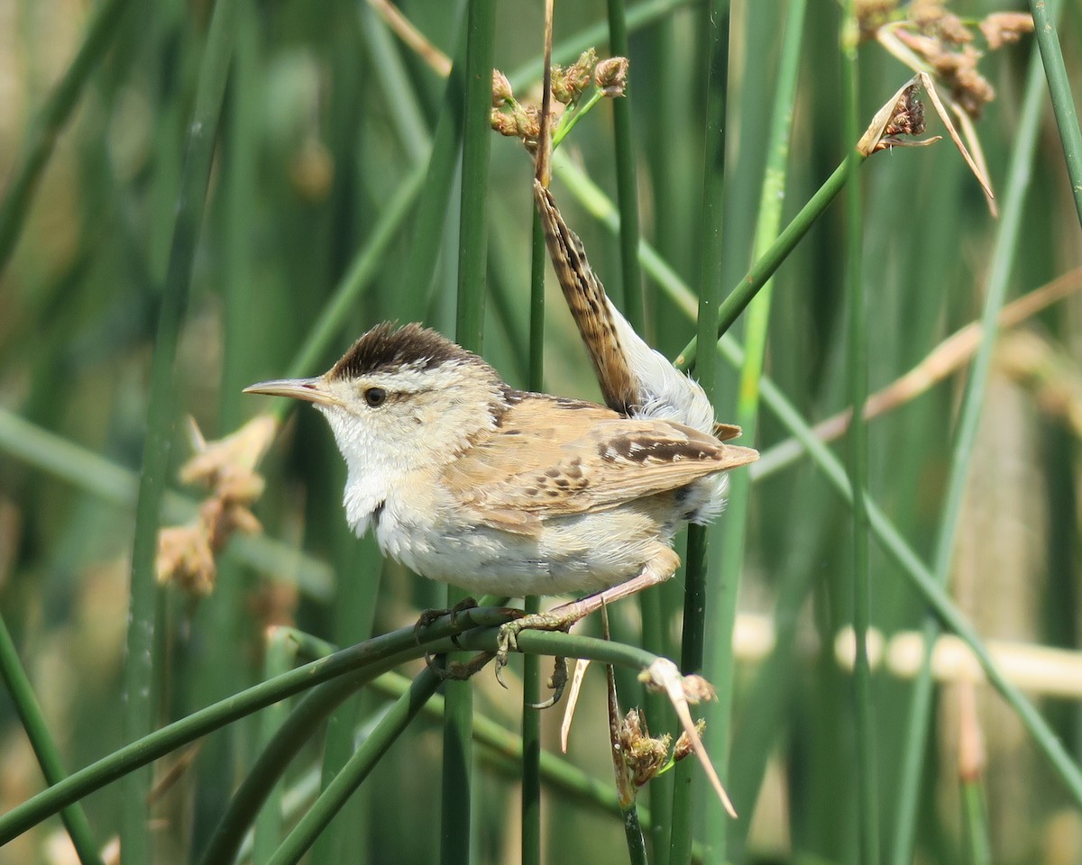 Marsh Wren - Randall M