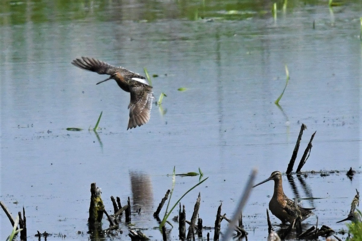 Short-billed Dowitcher - ML351785431