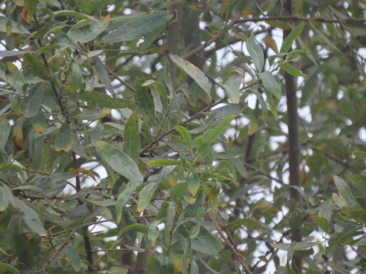 Black-throated Gray Warbler - ML351786091