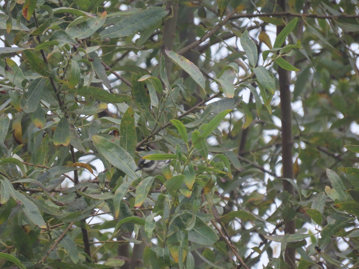 Black-throated Gray Warbler - ML351786101