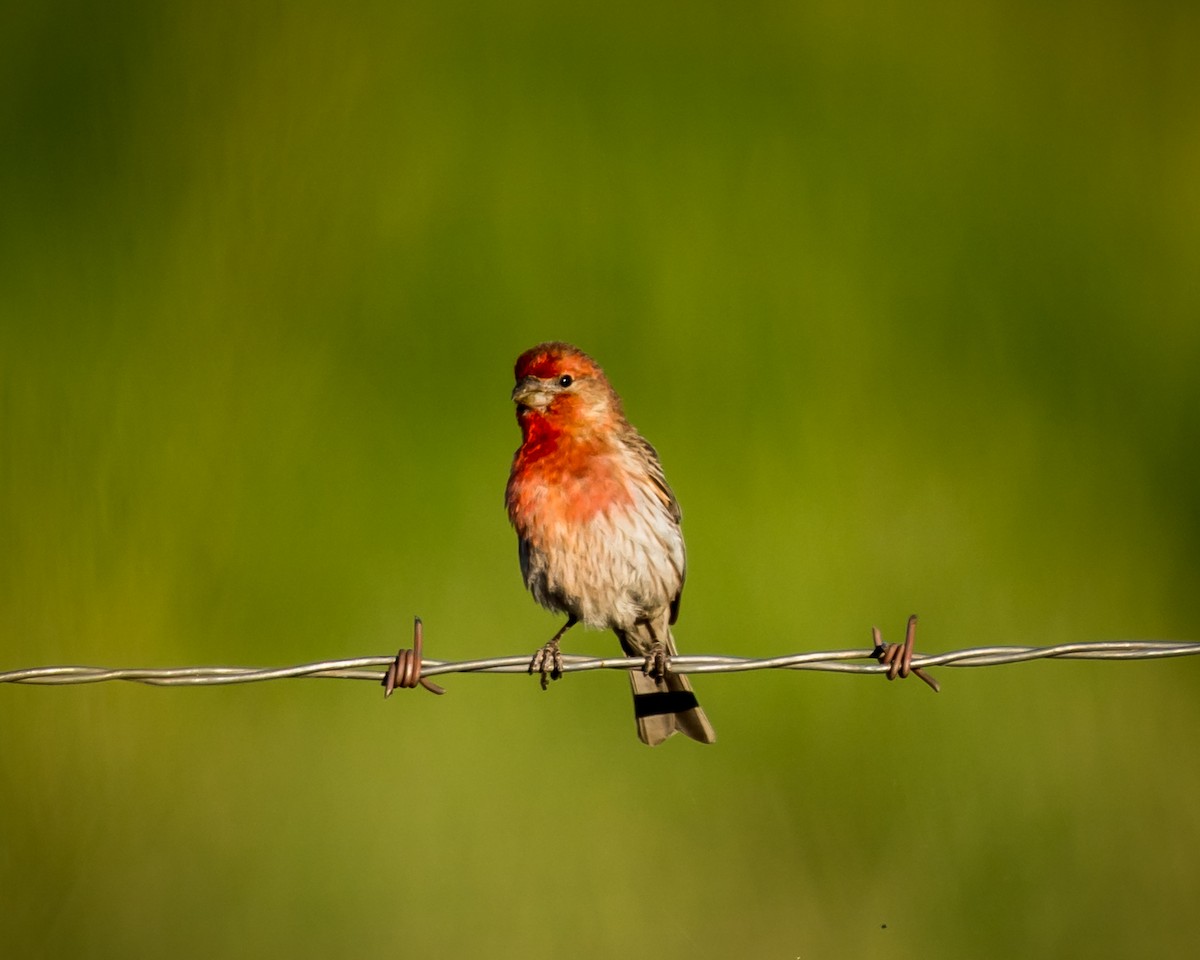 House Finch - ML351786901