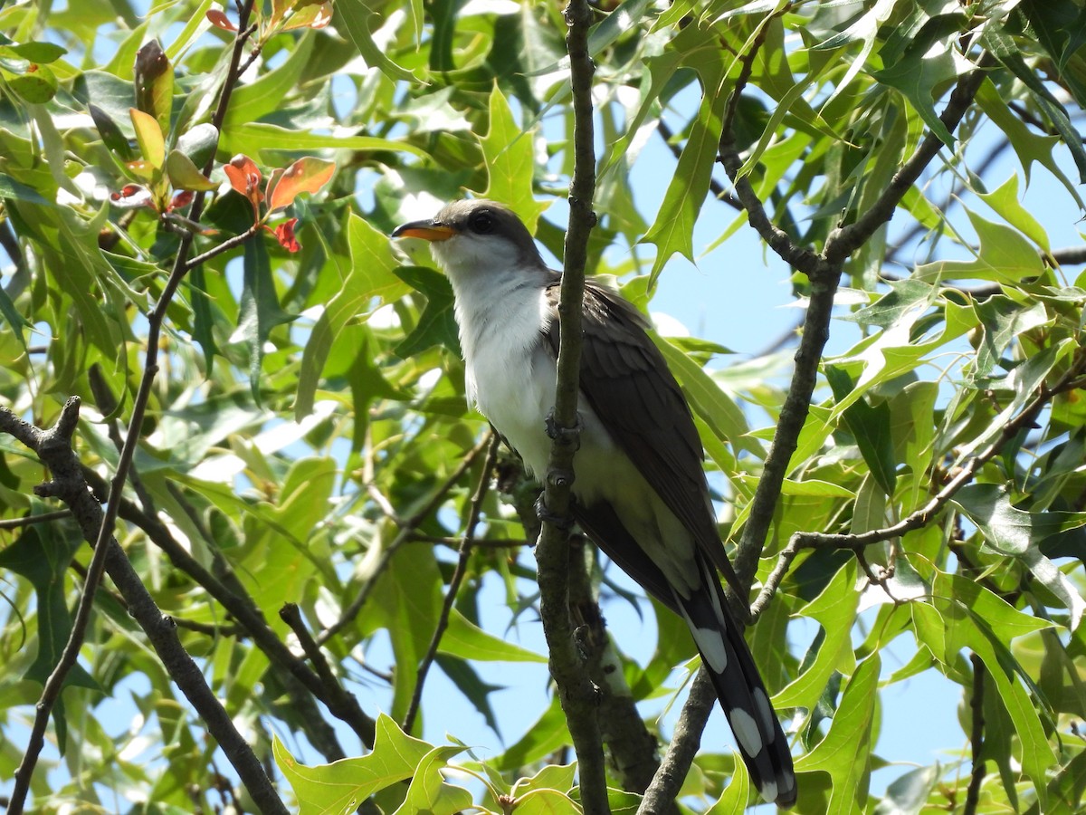 Yellow-billed Cuckoo - JamEs ParRis