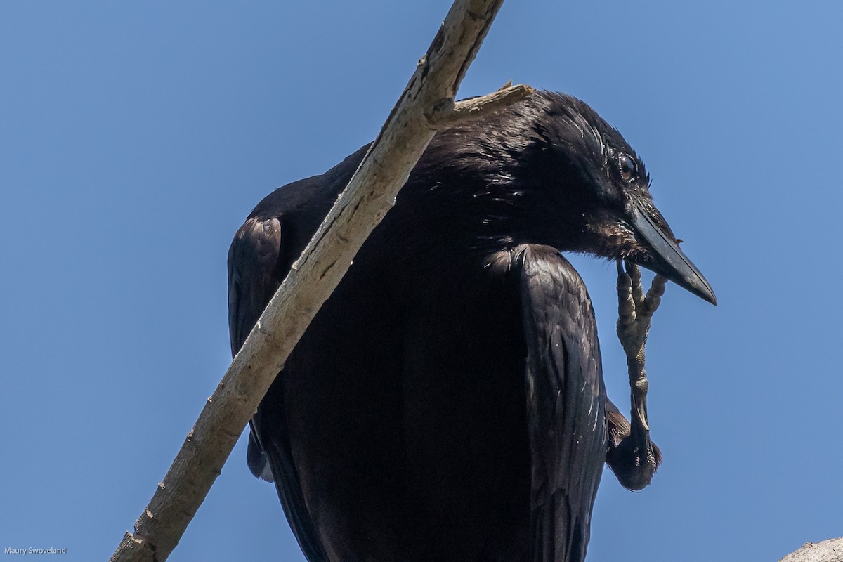 American Crow - ML351787161