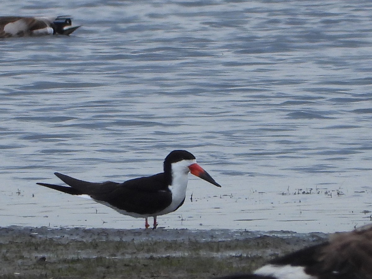 Black Skimmer - ML351787201