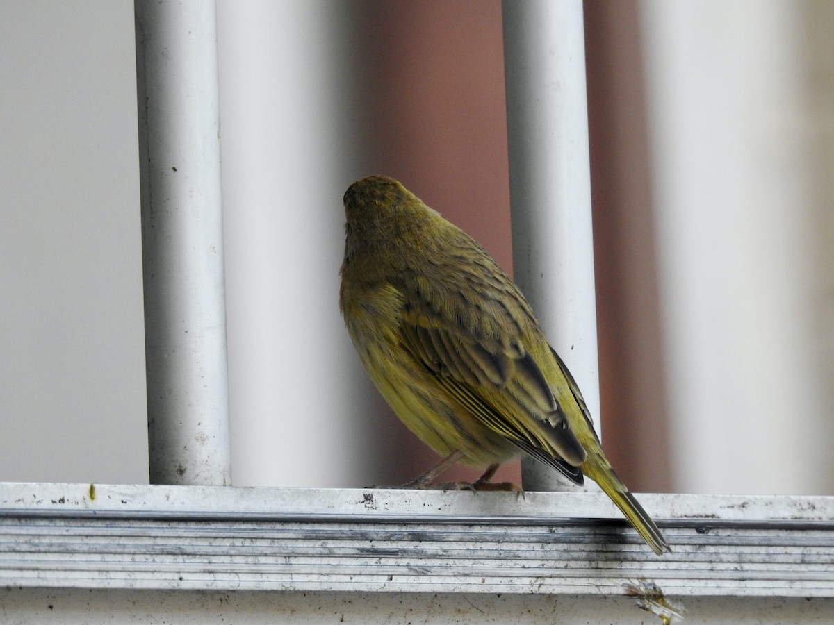 Saffron Finch - ML351787211