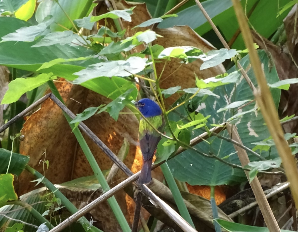 Painted Bunting - ML351788921