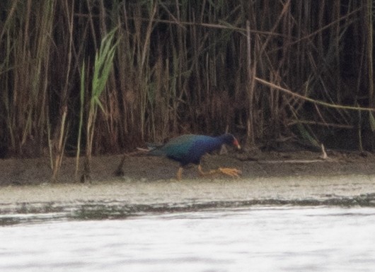 Purple Gallinule - ML351789661