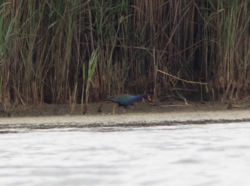 Purple Gallinule - ML351789671