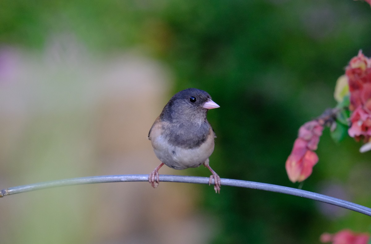 Junco ardoisé (groupe oreganus) - ML351796571