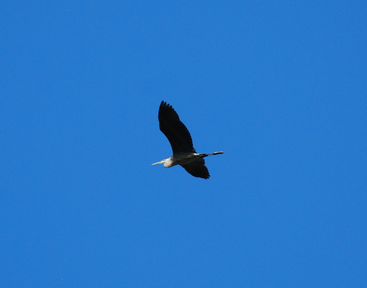 Great Blue Heron - ML35179661