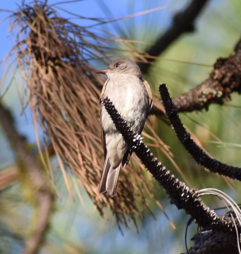 Western Wood-Pewee - ML351797061