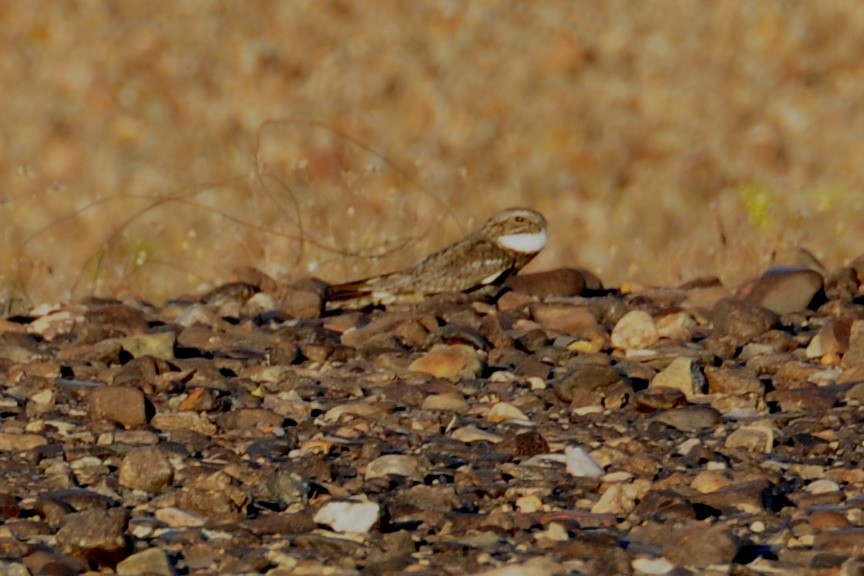 Lesser Nighthawk - John Doty