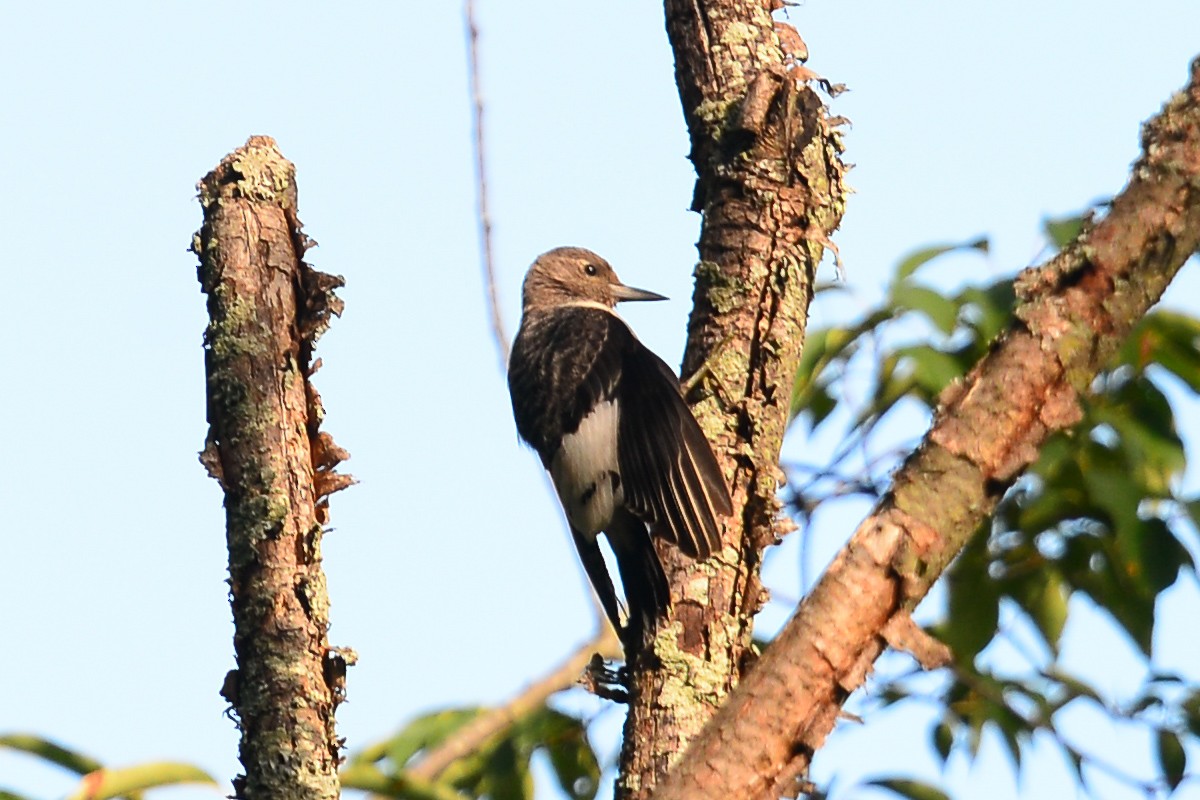 Red-headed Woodpecker - ML35180021