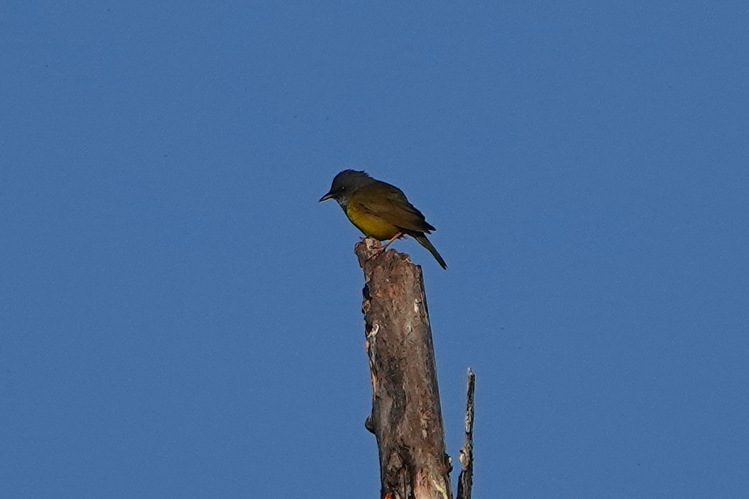 Mourning Warbler - ML351800261