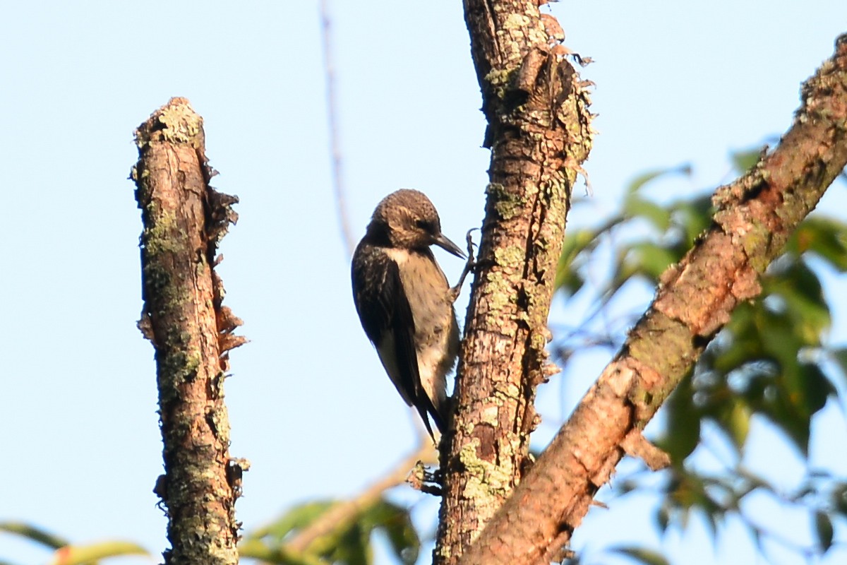 Red-headed Woodpecker - ML35180151