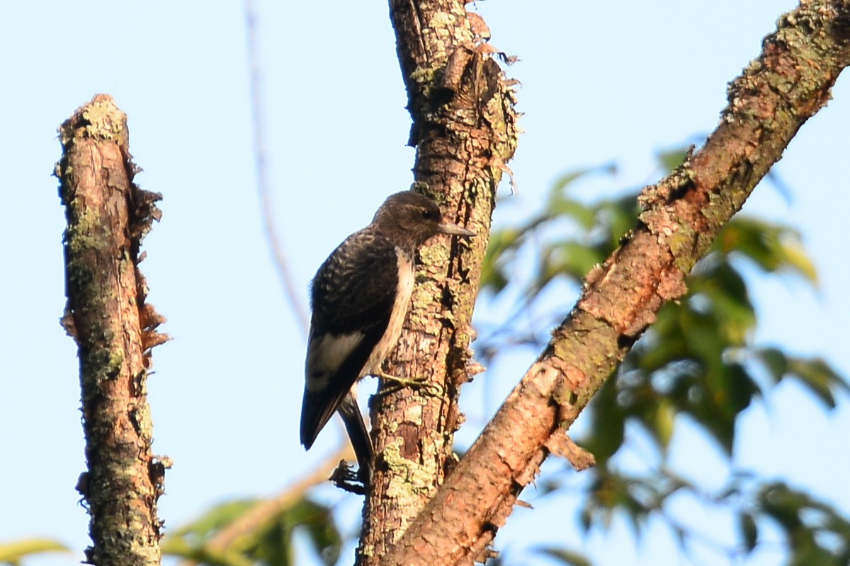 Red-headed Woodpecker - ML35180181