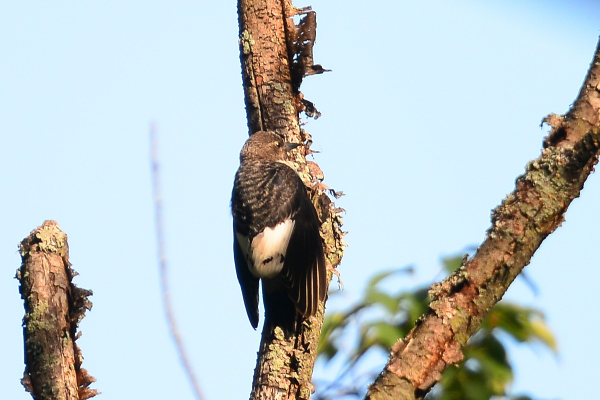 Red-headed Woodpecker - George Chiu