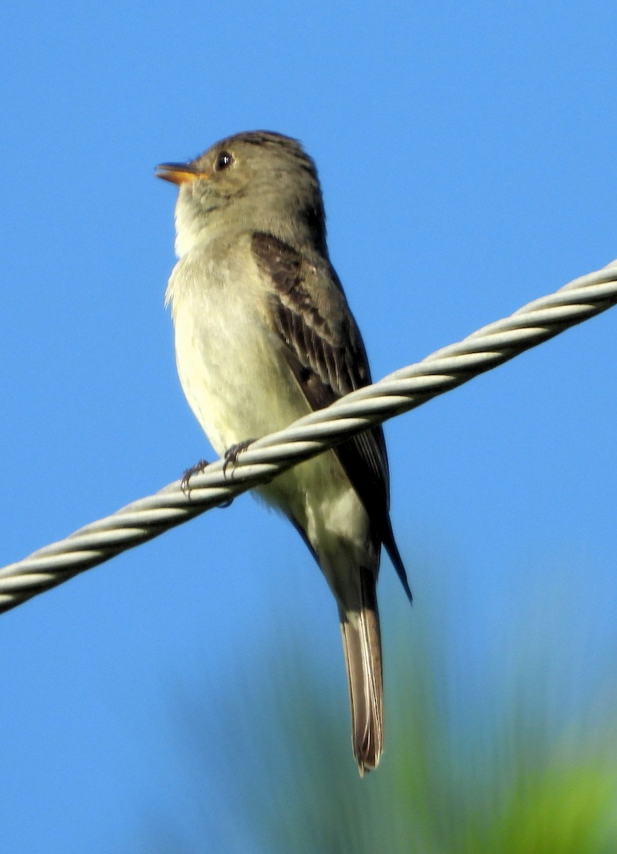 Eastern Wood-Pewee - ML351803821