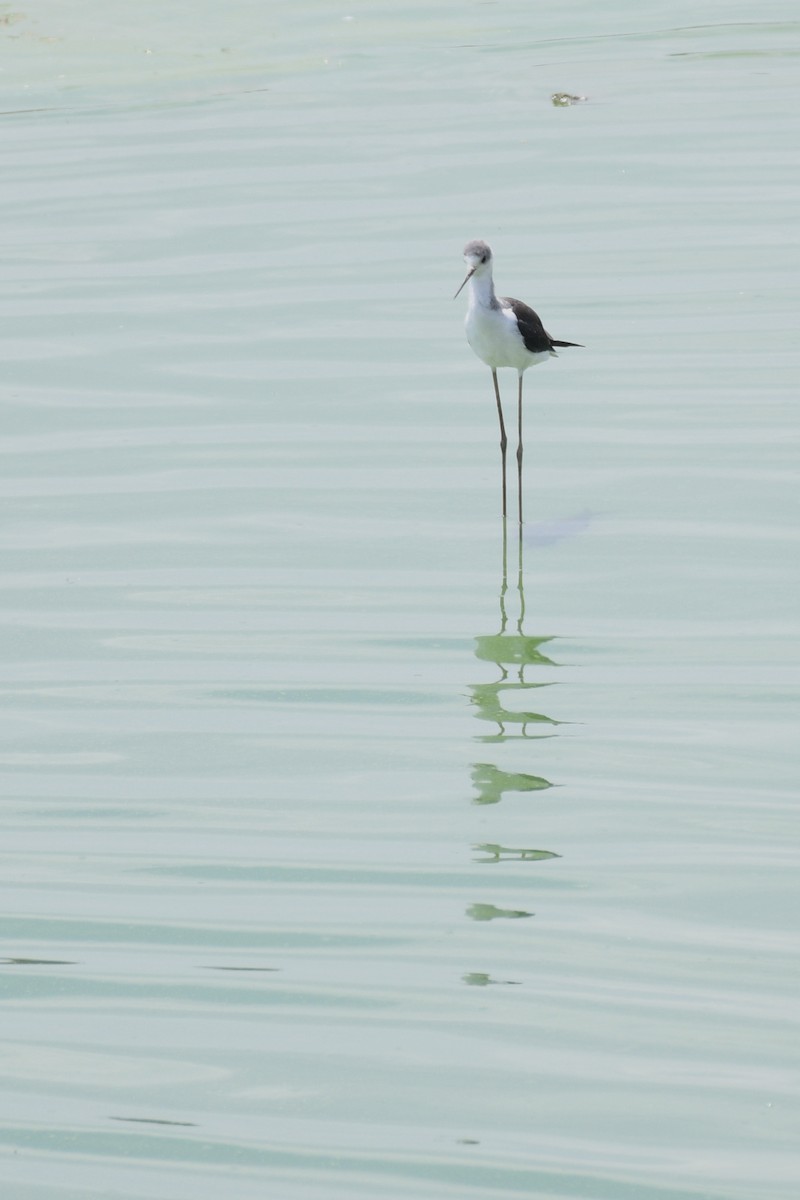 Black-winged Stilt - ML351804881