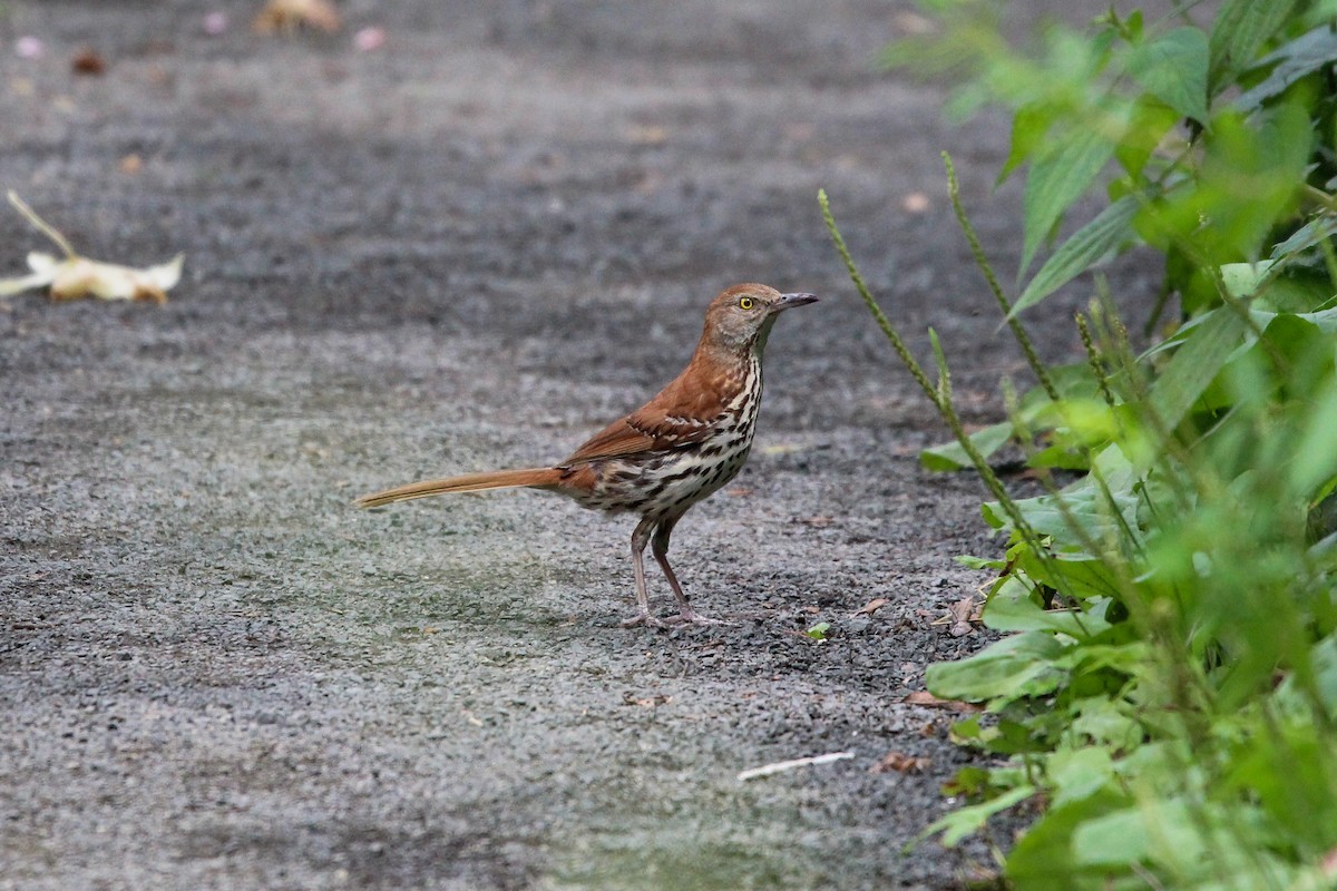 Brown Thrasher - ML351806271