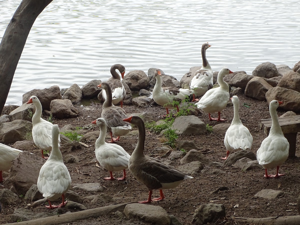 Graylag Goose (Domestic type) - ML351808351