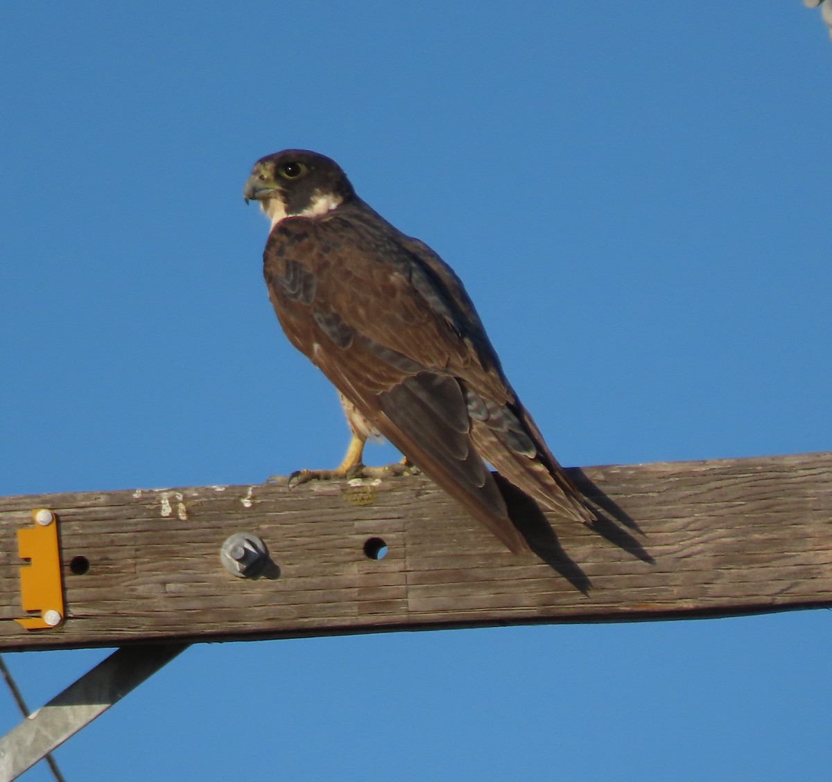 Peregrine Falcon - John Harris