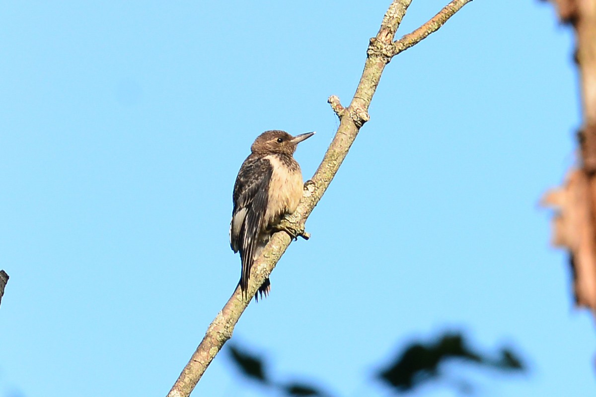 Red-headed Woodpecker - ML35180851