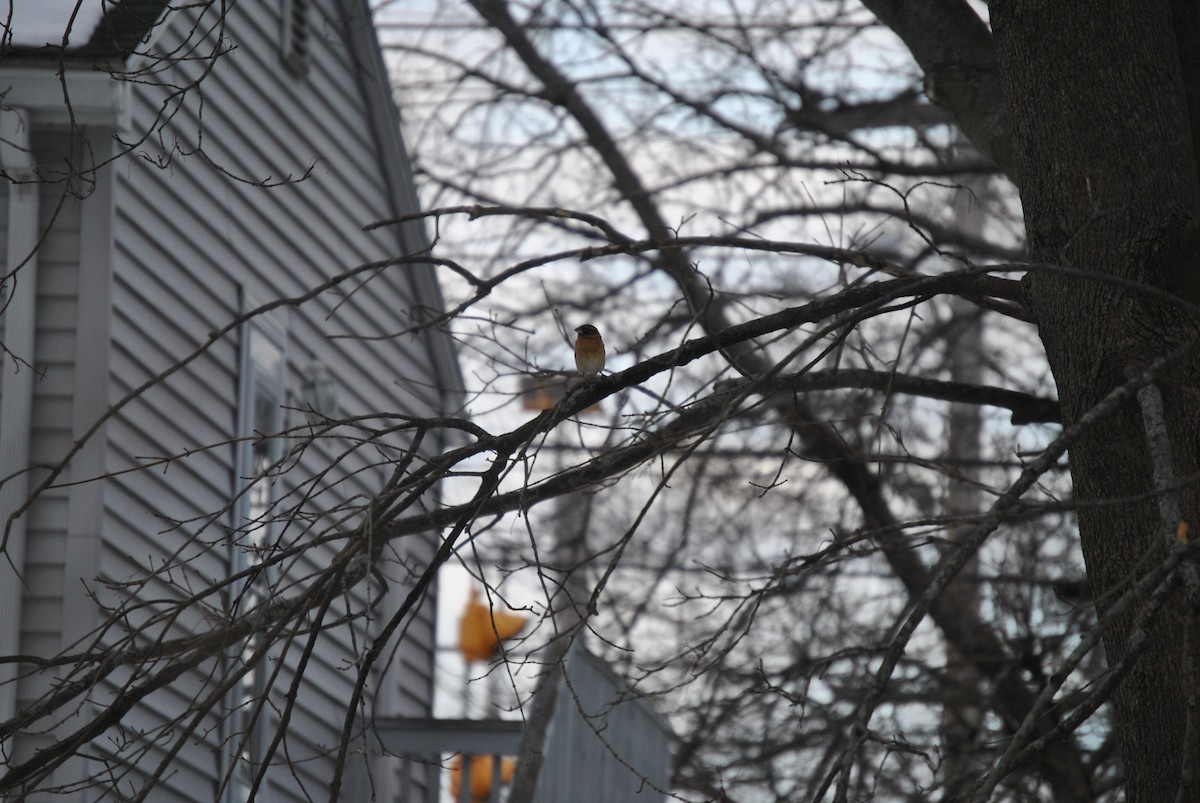 Black-headed Grosbeak - ML351809981