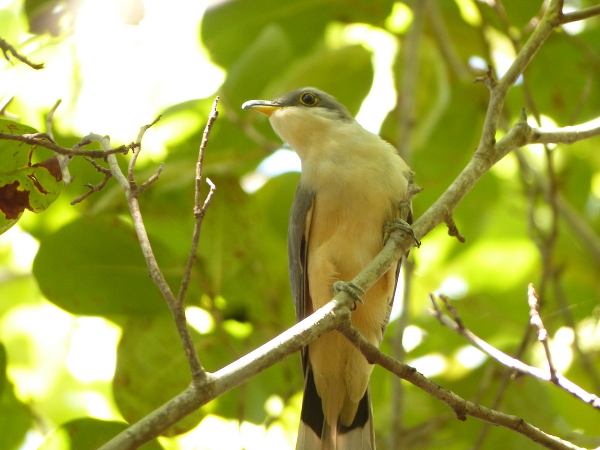 Mangrove Cuckoo - ML35181051