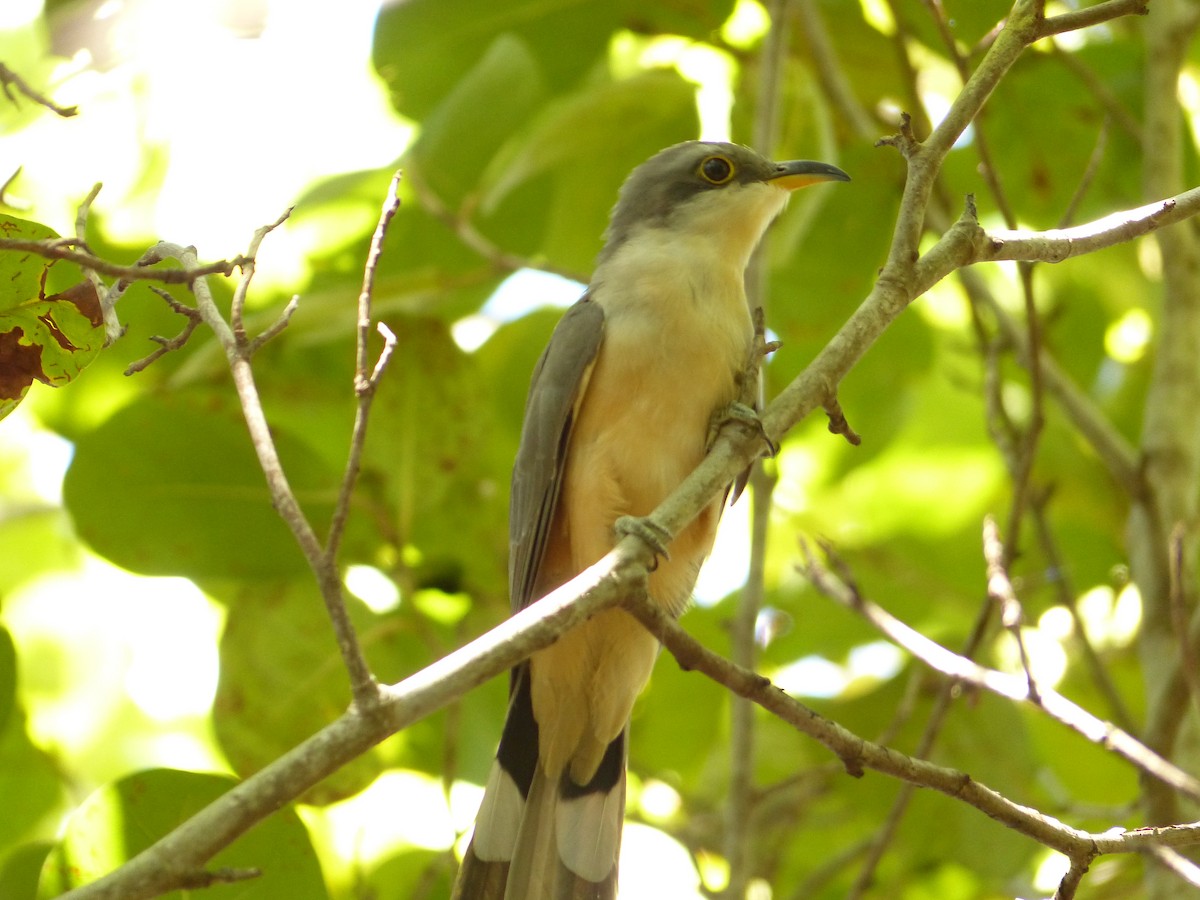 Mangrove Cuckoo - ML35181081