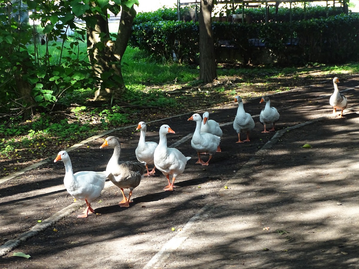 Graylag Goose (Domestic type) - ML351811281